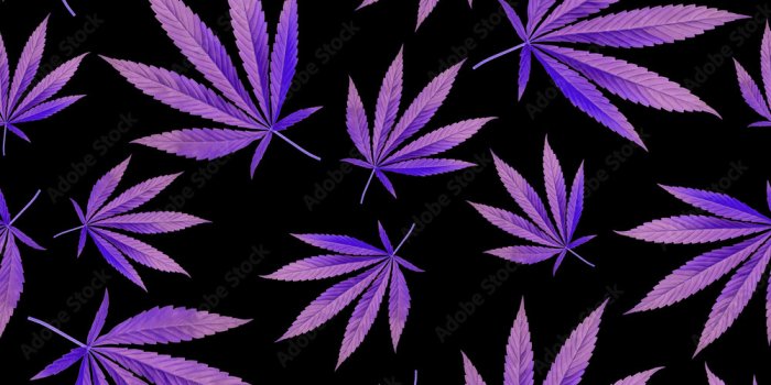 1000x1000 texture for design wallpaper. purple leaves on black background. Ganja  Marijuana Weed Seamless Pattern Stock Photo | Adobe Stock