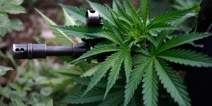 1920x1200 Wallpaper ID: 1134923 / marijuana, automatic, weapons, hashish, guns,  cannabis, ganja, 1080P free download