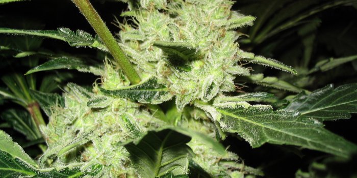 1680x1050 Ganja HD Wallpapers and Backgrounds