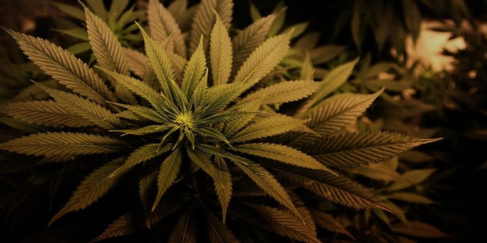 1920x1080 marijuana, Weed, 420, Ganja, Rw |