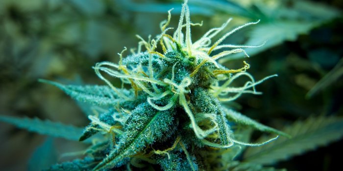 1920x1080 marijuana, Weed, 420, Ganja |