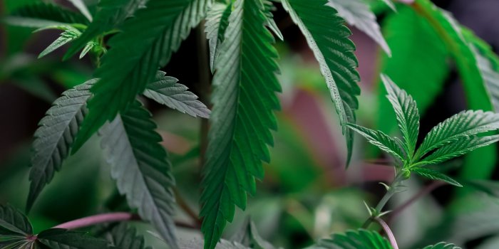 3888x5184 Ganja Photos, Download The BEST Free Ganja Stock Photos & HD Images