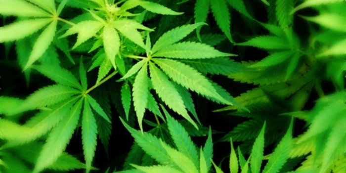 1439x2153 Weed 3D Wallpapers