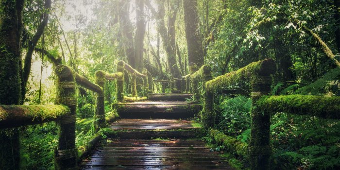 5120x2880 Wallpaper forest, green, 5K, Nature #19712