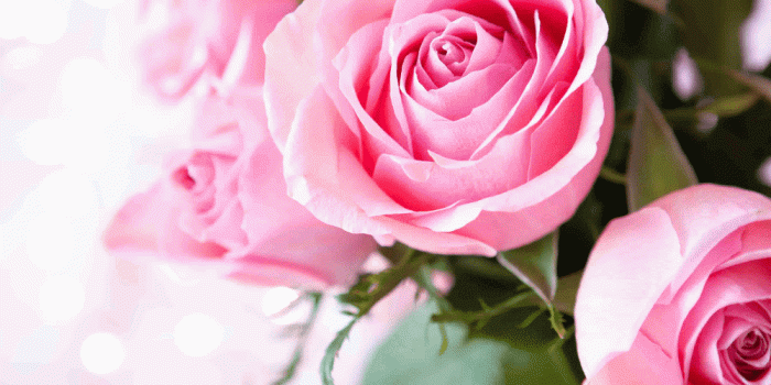1000x1500 Pink Roses HD Wallpapers - Top Free Pink Roses HD Backgrounds -  WallpaperAccess