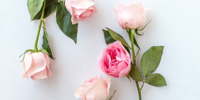1000x1250 1000+ Pink Roses Pictures | Download Free Images on Unsplash