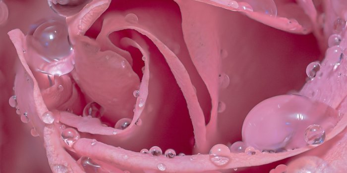 1284x2778 Pink rose Wallpaper 4K, Droplets, Closeup, Bloom, #1701