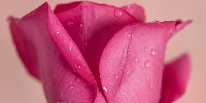 1000x1500 100+ Pink Rose Pictures [HD] | Download Free Images & Stock Photos on  Unsplash