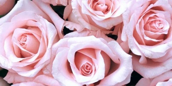 736x1309 Pink Rose iPhone Wallpapers - Top Free Pink Rose iPhone Backgrounds -  WallpaperAccess