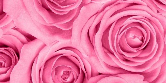 1284x2778 roses iPhone Wallpapers Free Download