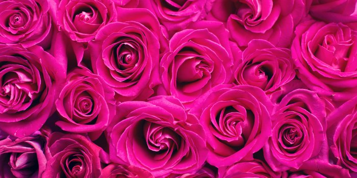 5760x3840 Pink Roses Wallpaper 4K, Floral Background, Blossom, #5760