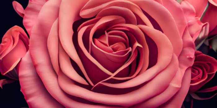 844x1500 Pink Rose IPhone Wallpaper HD - IPhone Wallpapers : iPhone Wallpapers