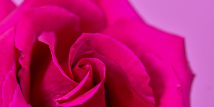 2048x3072 Valentine's Day Wallpaper: Pink Rose | The Dreamiest iPhone Wallpapers For  Valentine's Day That Fit Any Aesthetic | POPSUGAR Tech Photo 7