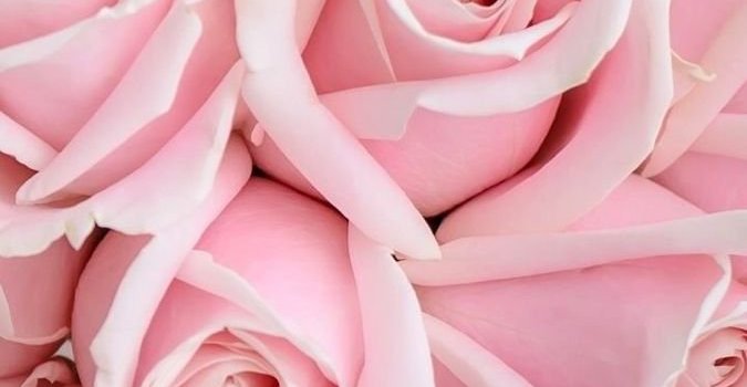 675x1200 Pink roses aesthetic Wallpapers Download | MobCup