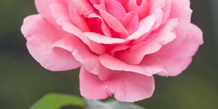 1886x2829 Pink Rose Photos, Download The BEST Free Pink Rose Stock Photos & HD Images