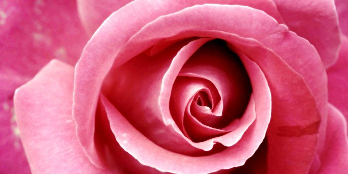 1920x1200 Beautiful Pink Rose HD wallpaper