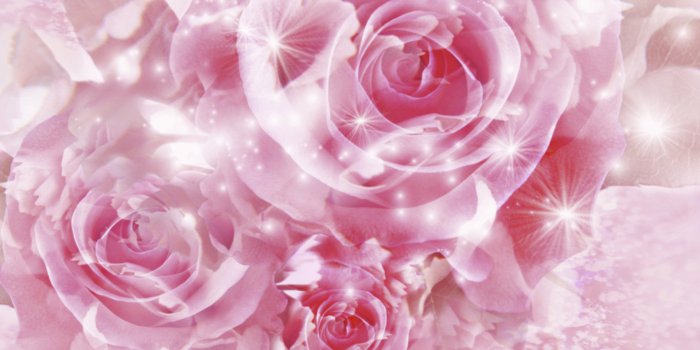 1920x1200 Pink rose wallpaper​ | Gallery Yopriceville - High-Quality Free Images and  Transparent PNG Clipart