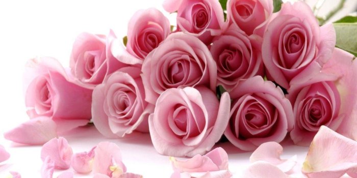 1280x931 Pink Rose Wallpapers