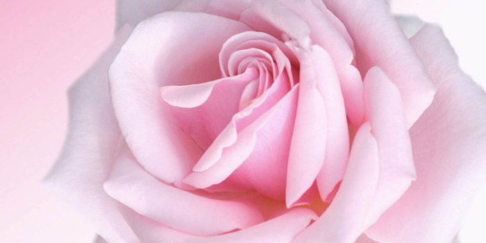 1600x1200 70+] Rose Pink Wallpaper - WallpaperSafari