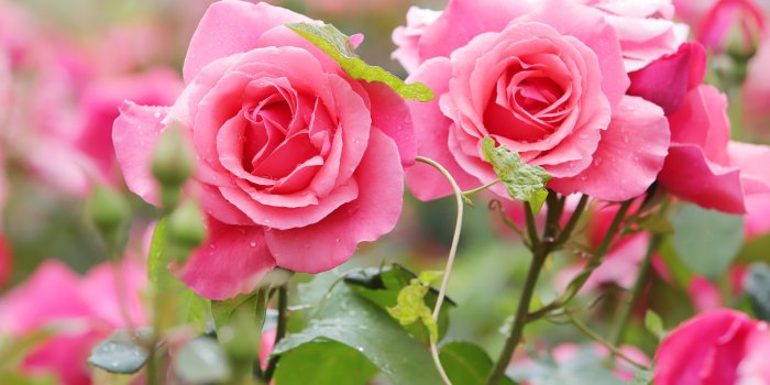 6240x4160 73562 Rose 4K, Pink Rose, Pink Flower - Rare Gallery HD Wallpapers