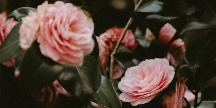 757x1363 Have a beautiful day like these Pink roses , pretty flowers - Idea  Wallpapers , iPhone Wallpapers,Color Schemes