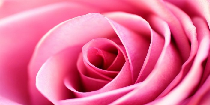 1920x1080 28 Pink Rose Wallpapers - Wallpaperboat