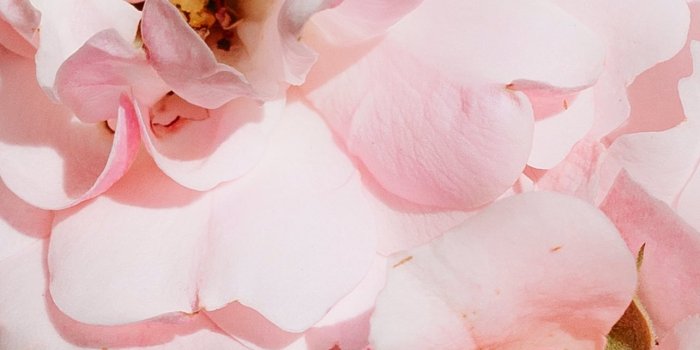 1284x2778 pink roses in bloom close up photo iPhone Wallpapers Free Download