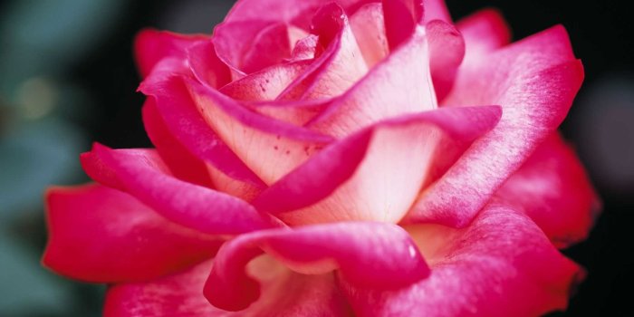 1920x1200 Cute Pink Flowers Wallpaper (62+ images)