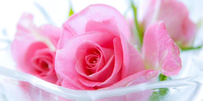 3840x2400 Pink Roses HD Wallpapers - Top Free Pink Roses HD Backgrounds -  WallpaperAccess