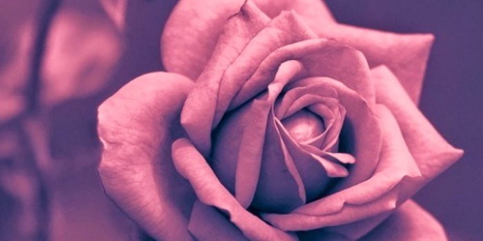 1242x2208 Roses pink rose closeup Wallpaper for iPhone 11, Pro Max, X, 8, 7, 6 - Free  Download on 3Wallpapers