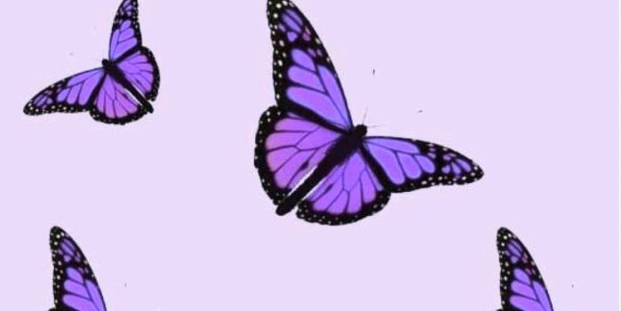 827x1563 iPhone Purple Butterfly Wallpapers