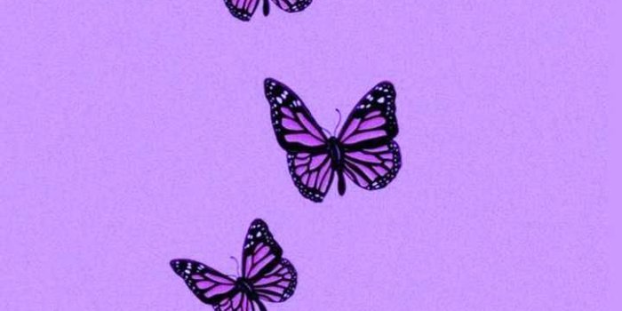 720x1280 Purple Butterfly Wallpaper Discover more Aesthetic, Beautiful, Butterfly,  Purple, P… | Papel de parede roxo, Papel de parede hippie, Faça você mesmo  papel de parede
