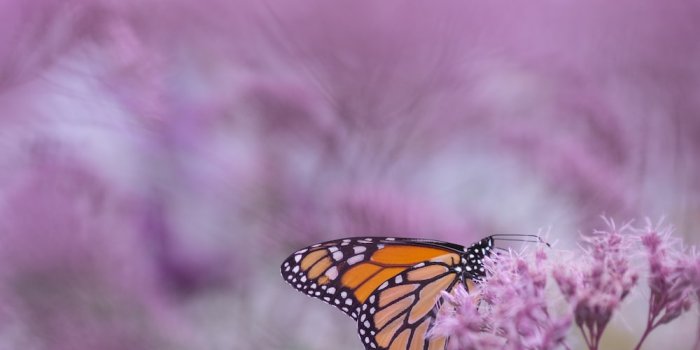 1000x1333 Purple Butterfly Pictures | Download Free Images on Unsplash