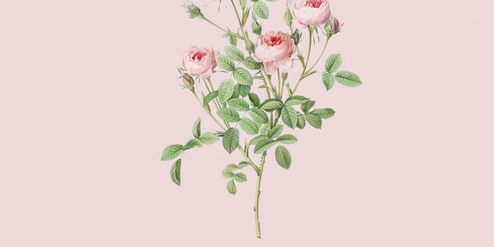 700x1257 20 Cute Spring Wallpaper for Phone & iPhone : Rose Wallpaper 1 - Fab Mood |  Wedding Colours, Wedding Themes, Wedding colour palettes