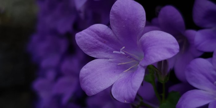 1000x1778 750+ Purple Flower Pictures | Download Free Images on Unsplash