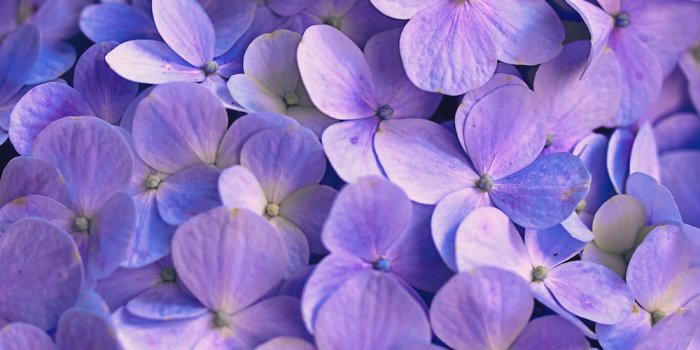 1000x1500 750+ Purple Flower Pictures | Download Free Images on Unsplash