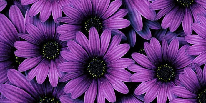 800x1200 Download Purple Daisies As Aesthetic Purple Flower Wallpaper | Wallpapers .com