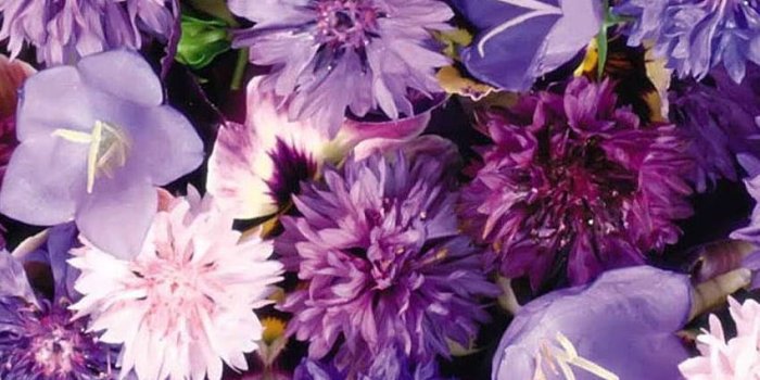 850x1512 100+] Aesthetic Purple Flower Wallpapers | Wallpapers.com