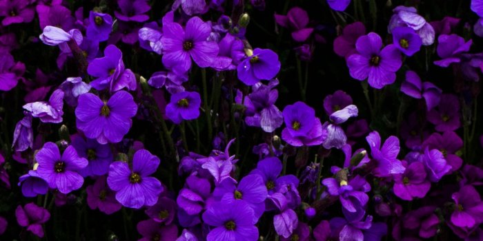 1284x2778 Purple Flowers Wallpaper 4K, Floral Background, Beautiful, #3322