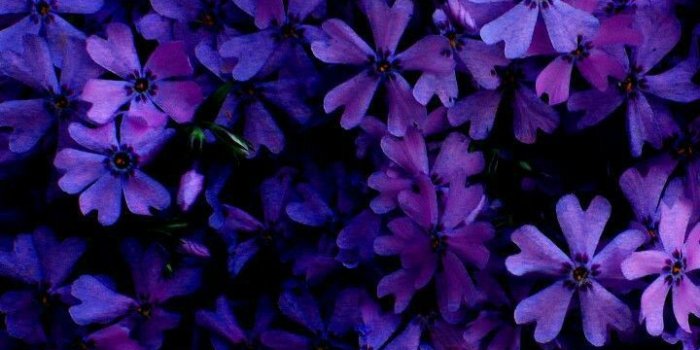 720x1280 Background | Purple flowers wallpaper, Beautiful backgrounds, Purple  wallpaper