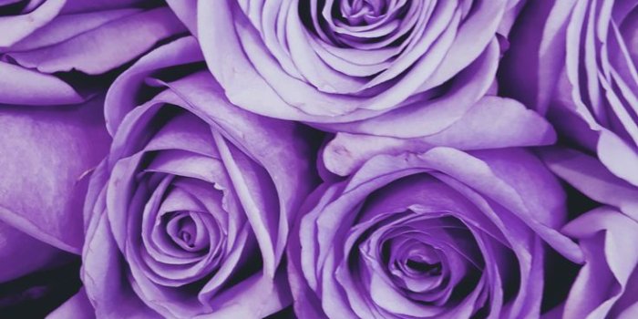 736x1308 Purple Color Inspiration Trend Council | Purple flowers wallpaper, Purple  wallpaper iphone, Purple aesthetic background