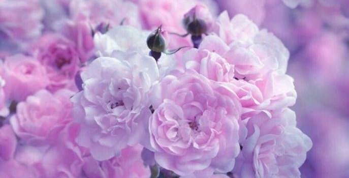 687x1280 Floral Light Purple Aesthetic Wallpapers - Top Free Floral Light Purple  Aesthetic Backgrounds - WallpaperAccess