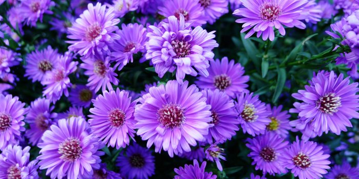 2560x1600 Free download purple flowers widescreen wallpapers walljpegcom [2560x1600]  for your Desktop, Mobile & Tablet | Explore 63+ Purple Flower Background | Purple  Flower Wallpaper, Purple Flower Backgrounds, Purple Flower White Background