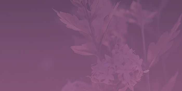 1183x2560 Purple Flowers Dark Wallpapers - Wallpapers Clan