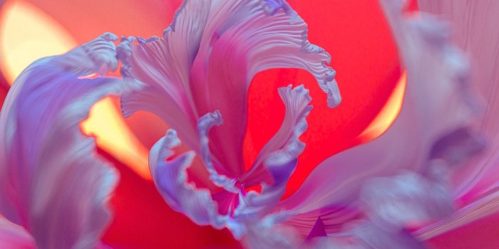 1440x2560 Purple Flower Wallpaper 4K, Floral Background, Colorful, #7654