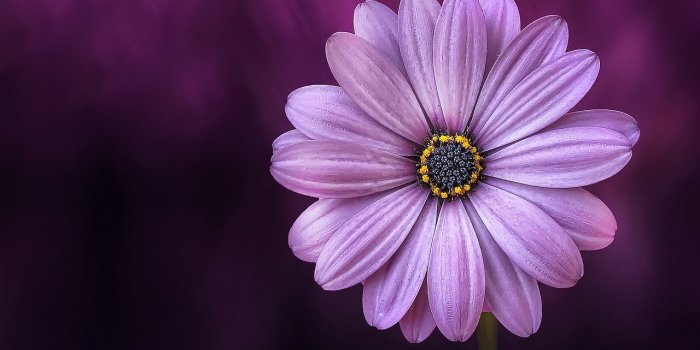 1280x848 30,000+ Free Purple Flowers & Flower Images - Pixabay