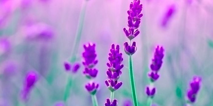 750x1334 Purple Green Flower Wallpapers