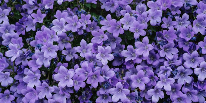 6000x4000 Purple Flowers With Green Leaves · Free Stock Photo