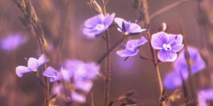 1440x2560 Butterfly on Purple Flowers Wallpaper - iPhone, Android & Desktop  Backgrounds