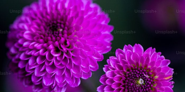 1000x1500 750+ Purple Aesthetic Pictures | Download Free Images on Unsplash